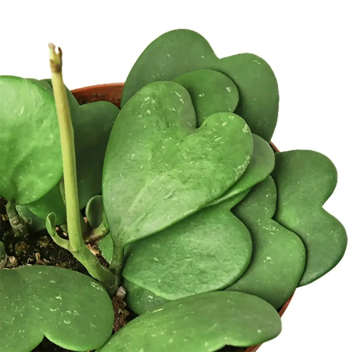Hoya Plant - Sweetheart - House Plant Shop