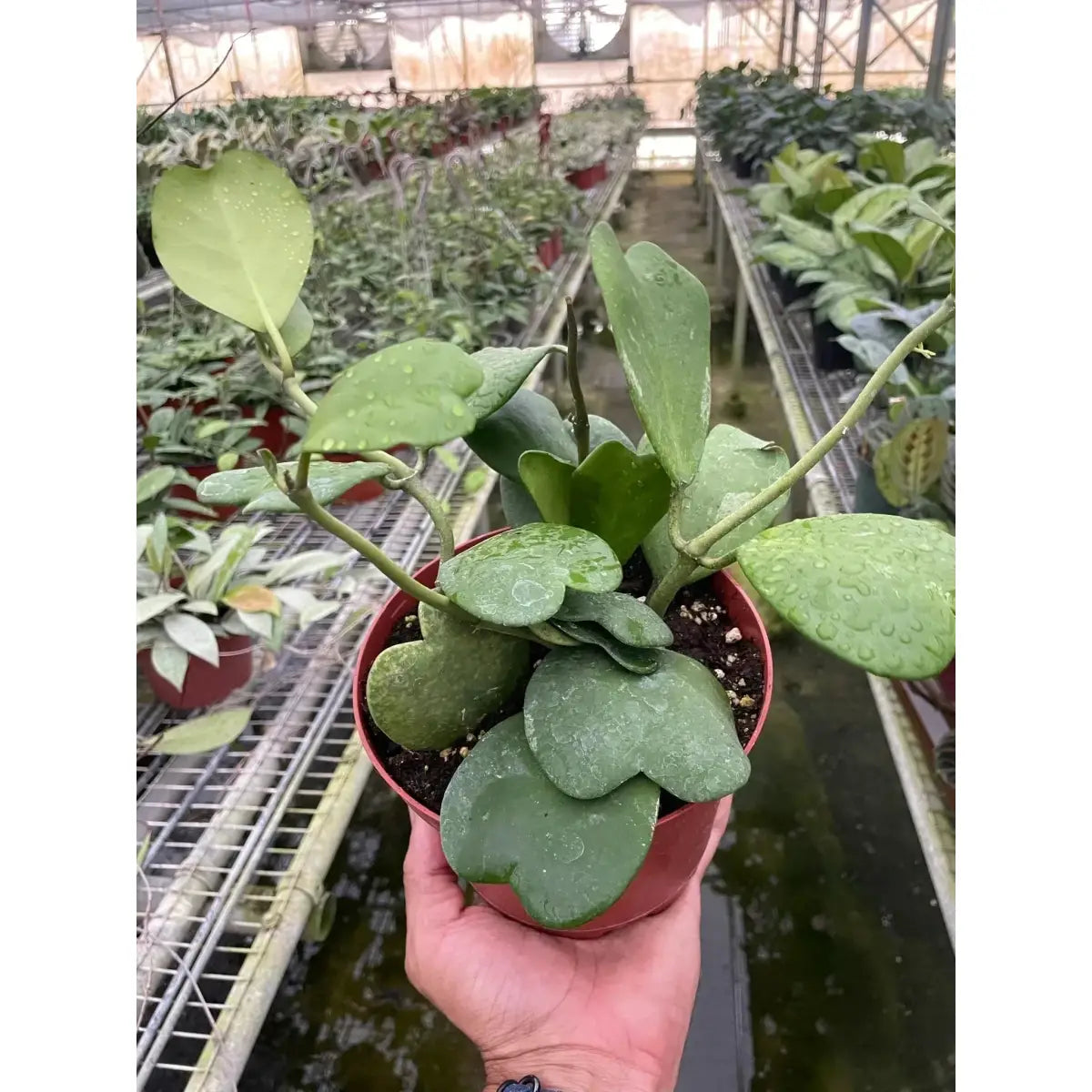 Hoya Plant - Sweetheart - House Plant Shop