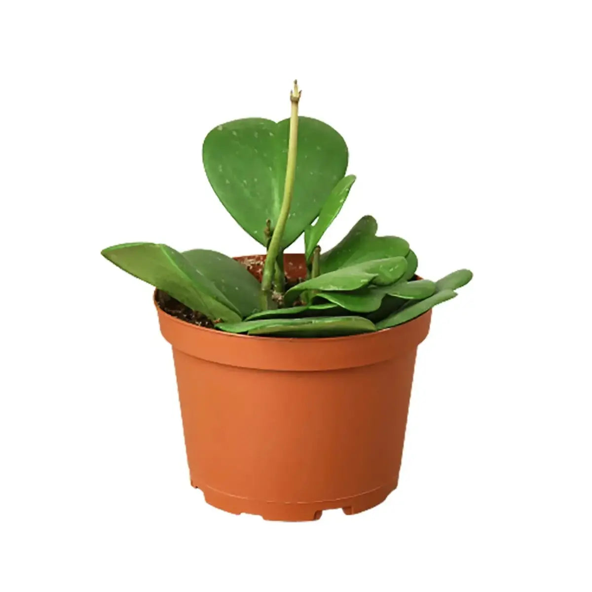 Hoya Plant - Sweetheart - House Plant Shop