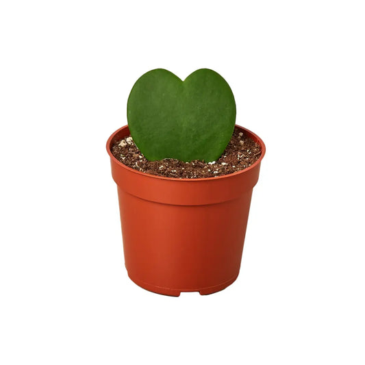 Hoya Plant - Sweetheart - House Plant Shop