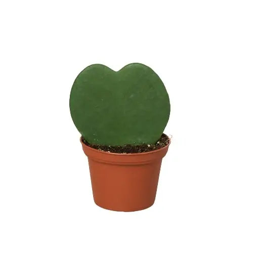 Hoya Plant - Sweetheart - House Plant Shop