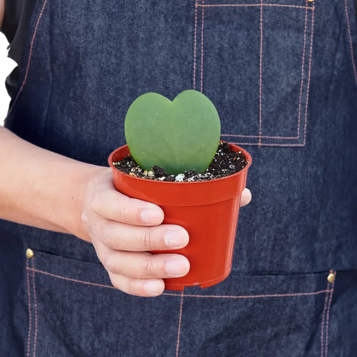 Hoya Plant - Sweetheart - House Plant Shop