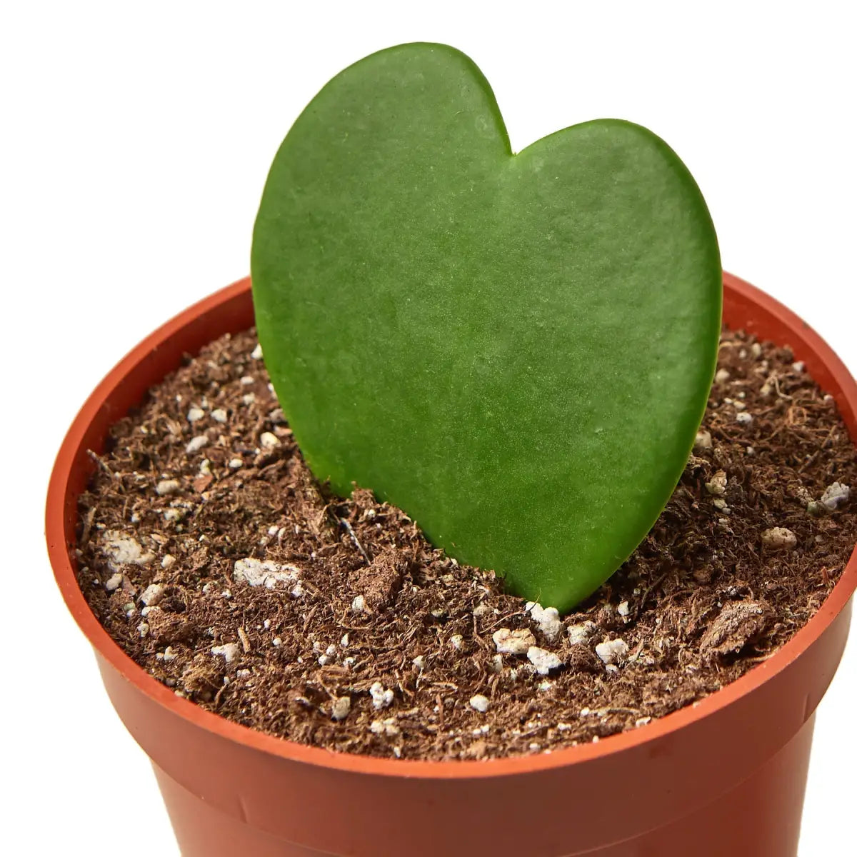 Hoya Plant - Sweetheart - 3’’ Pot / Single - House Plant Shop