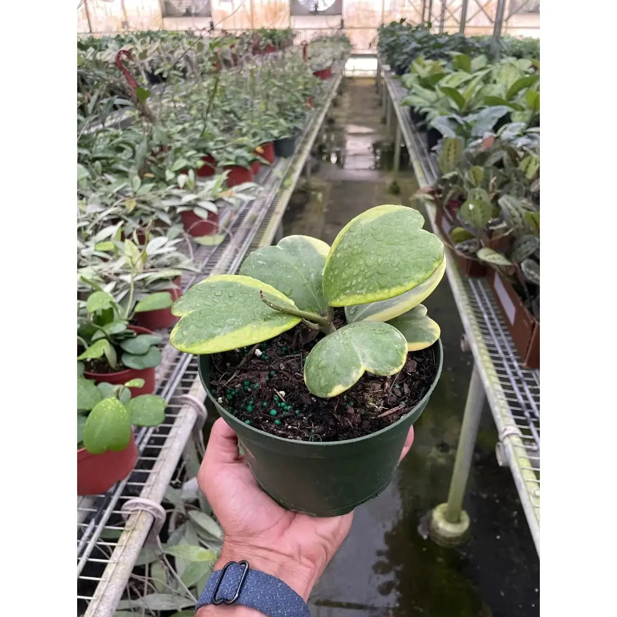 Hoya Plant - Sweetheart Variegated - House Plant Shop