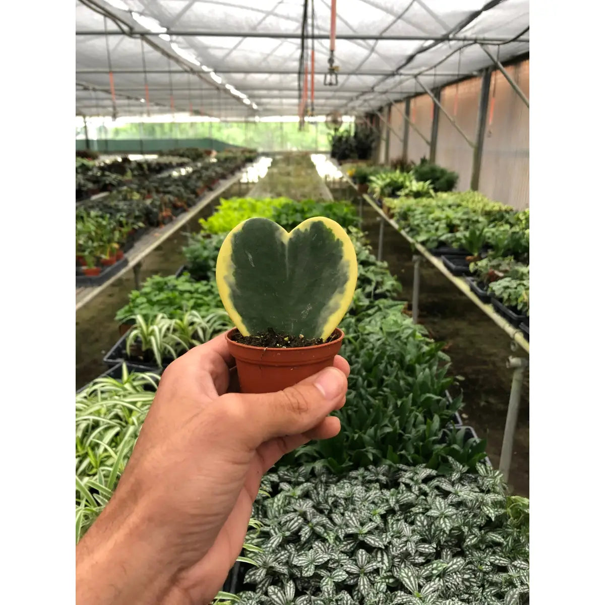 Hoya Plant - Sweetheart Variegated - House Plant Shop