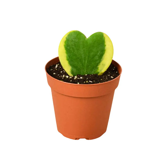 Hoya Plant - Sweetheart Variegated - House Plant Shop