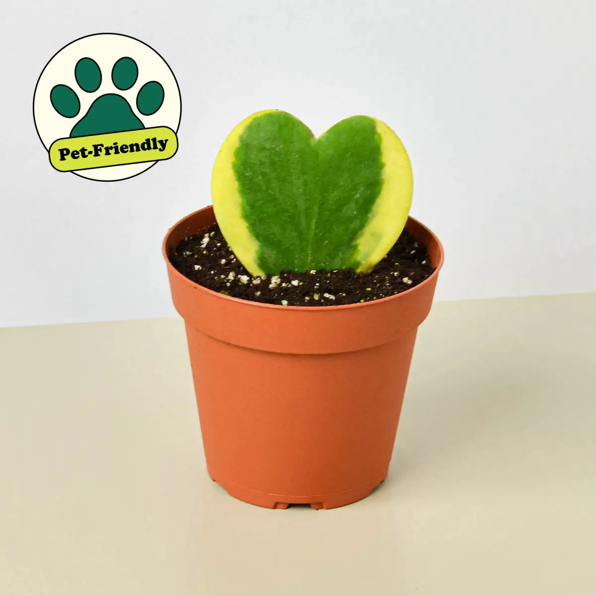 Hoya Plant - Sweetheart Variegated - House Plant Shop