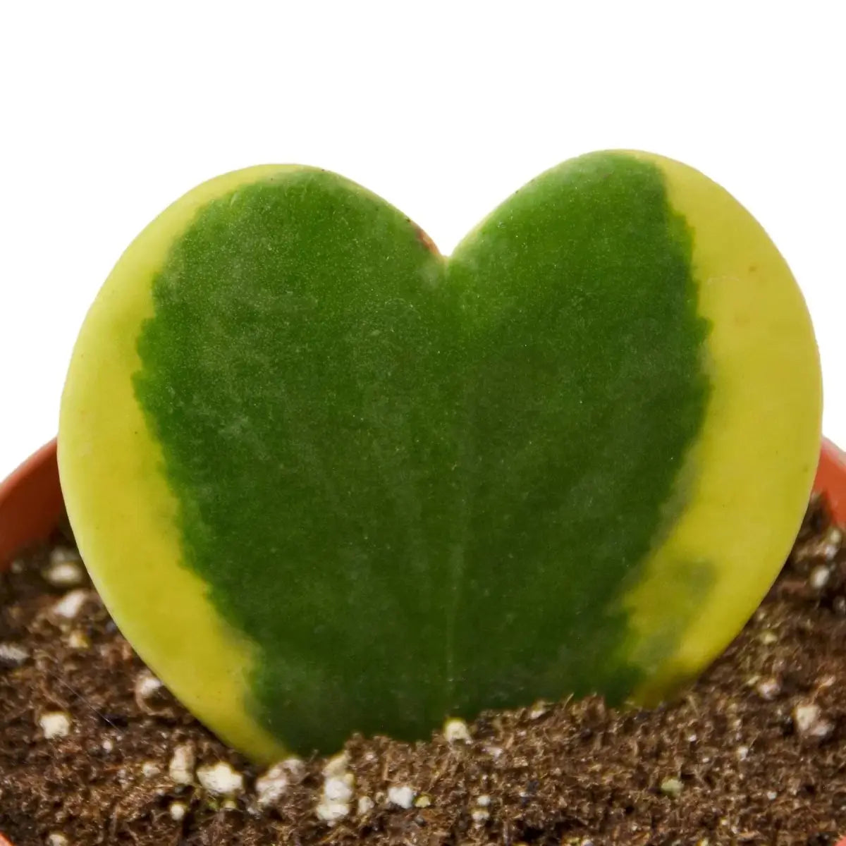 Hoya Plant - Sweetheart Variegated - 3’’ Pot - House Plant Shop