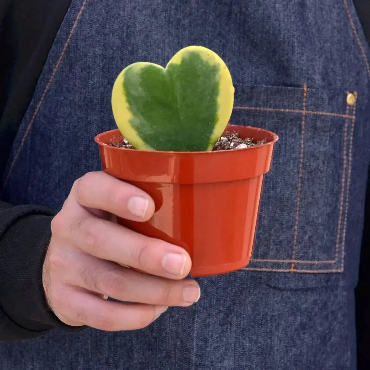 Hoya Plant - Sweetheart Variegated - House Plant Shop