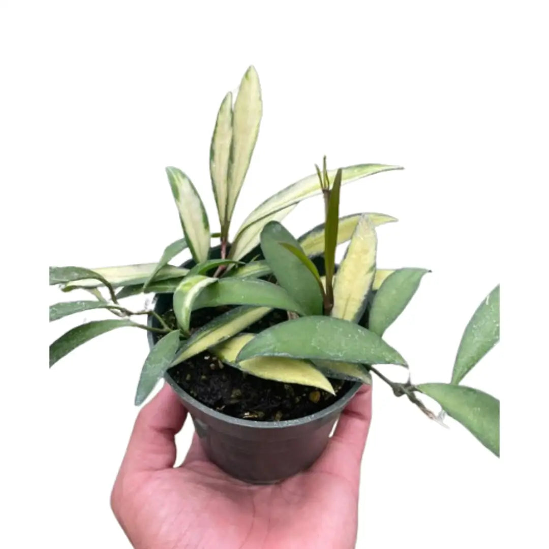 Hoya Wayetii Variegated - 4’’ Pot - House Plant Shop