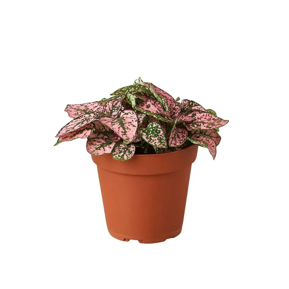 Hypoestes ’Polka Dot’ - 4’’ Pot / Combo - House Plant Shop