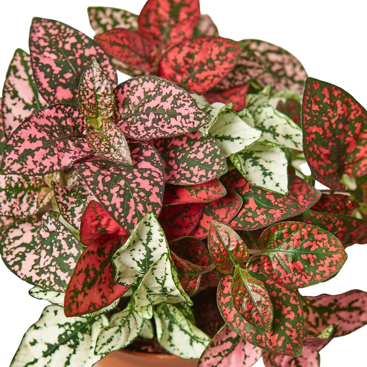 Hypoestes ’Polka Dot’ - 4’’ Pot / Combo - House Plant Shop