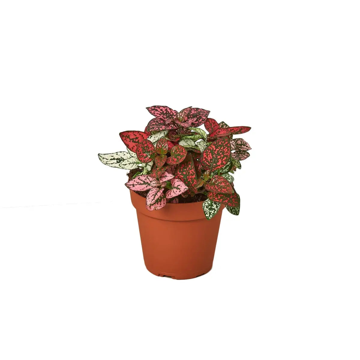 Hypoestes ’Polka Dot’ - 4’’ Pot / Combo - House Plant Shop