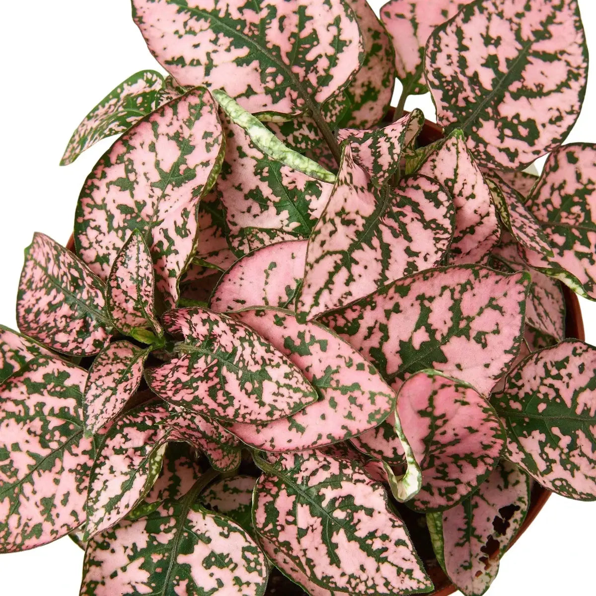 Hypoestes ’Polka Dot’ - 4’’ Pot / Combo - House Plant Shop