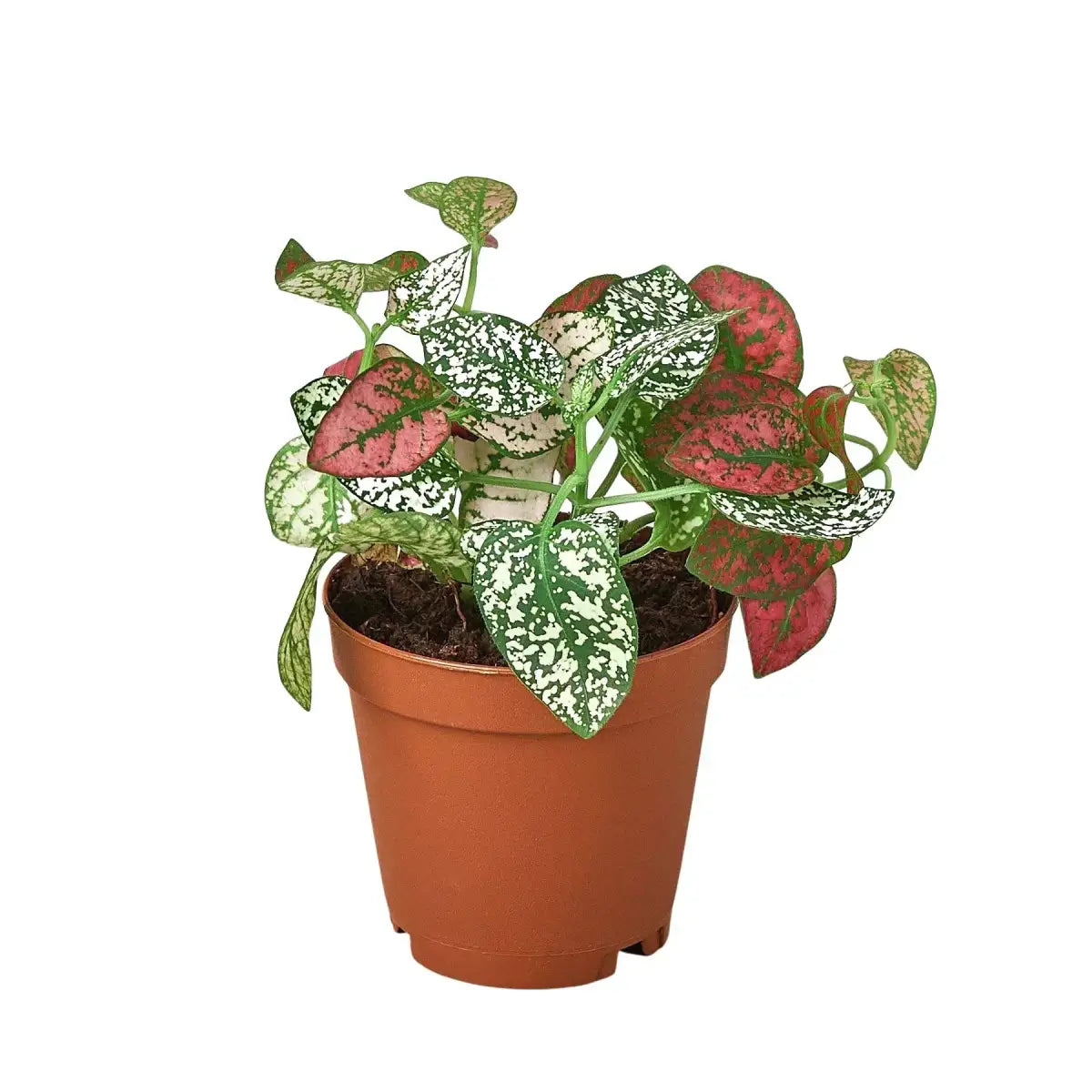 Hypoestes ’Polka Dot’ - 4’’ Pot / Combo - House Plant Shop