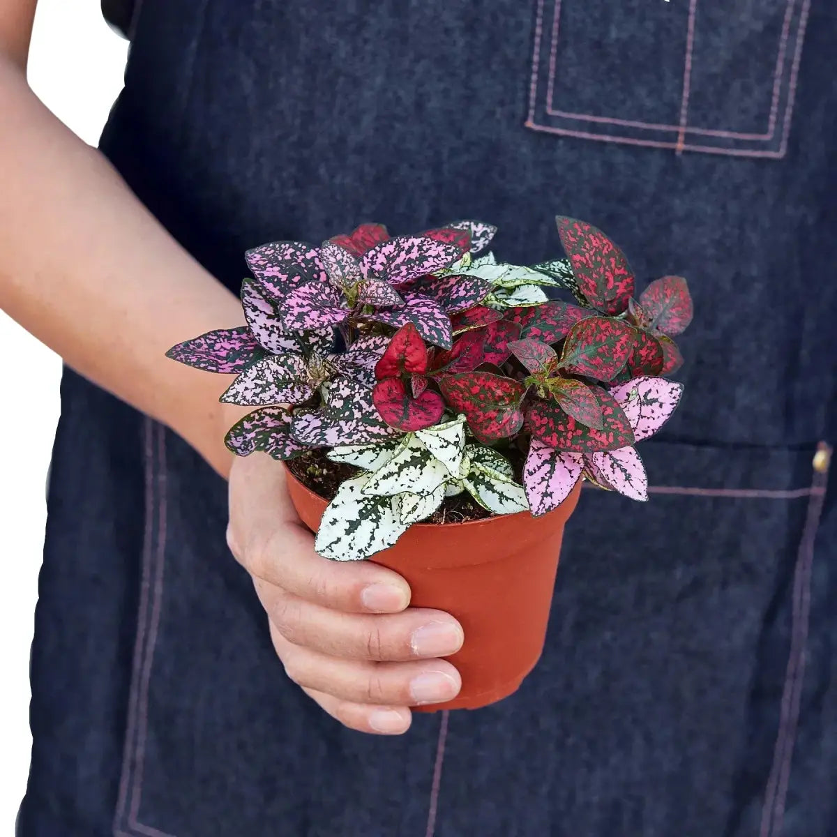Hypoestes ’Polka Dot’ - 4’’ Pot / Combo - House Plant Shop