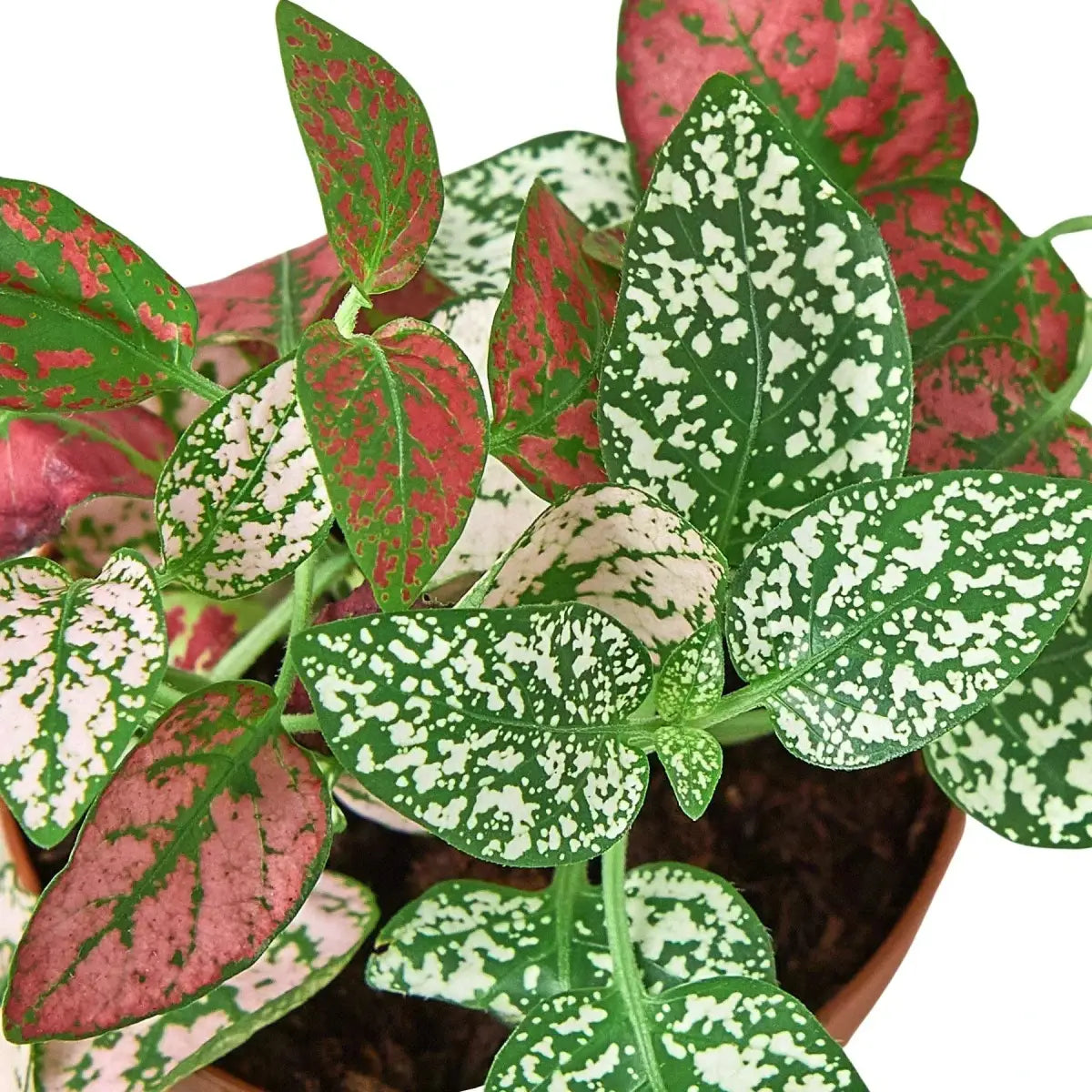 Hypoestes ’Polka Dot’ - 4’’ Pot / Combo - House Plant Shop