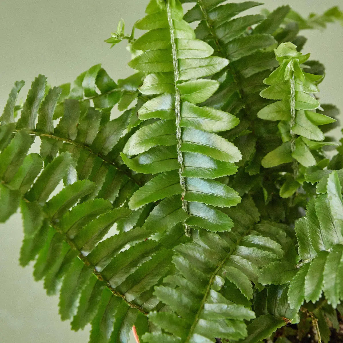 Jester’s Crown Fern Plant - House Plant Shop