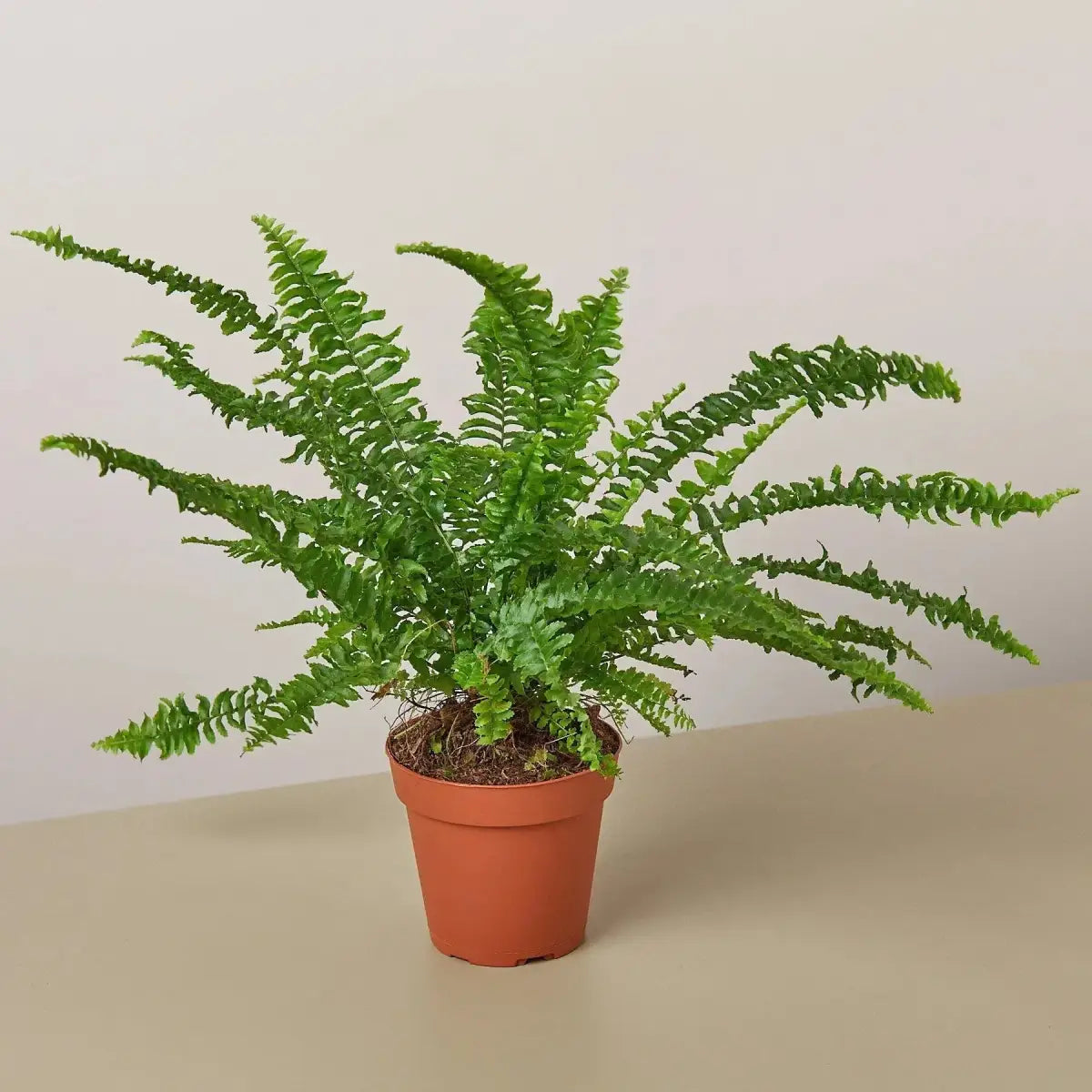 Jester’s Crown Fern Plant - House Plant Shop