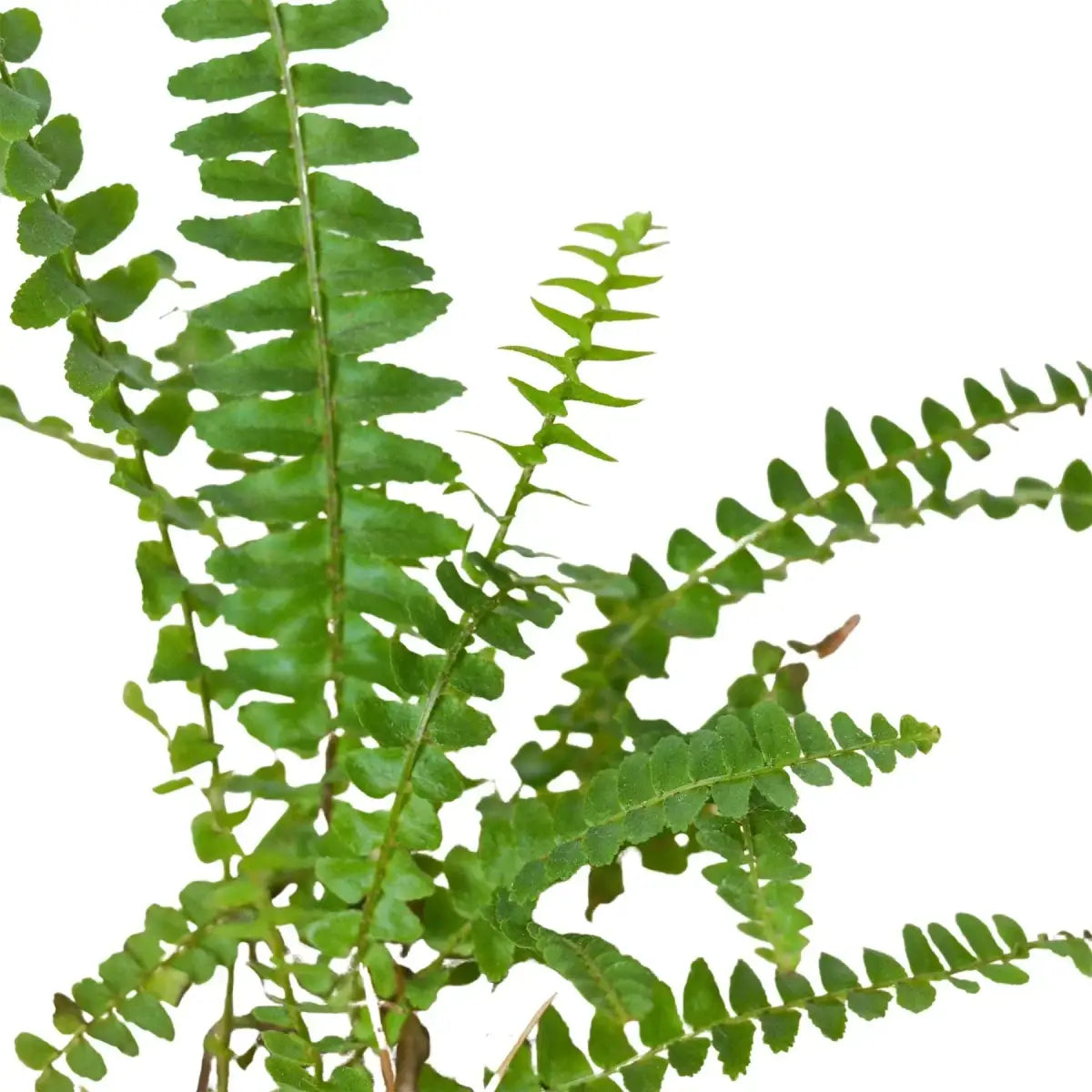 Jester’s Crown Fern Plant - 3’’ Pot / Nursery Pot - House Plant Shop