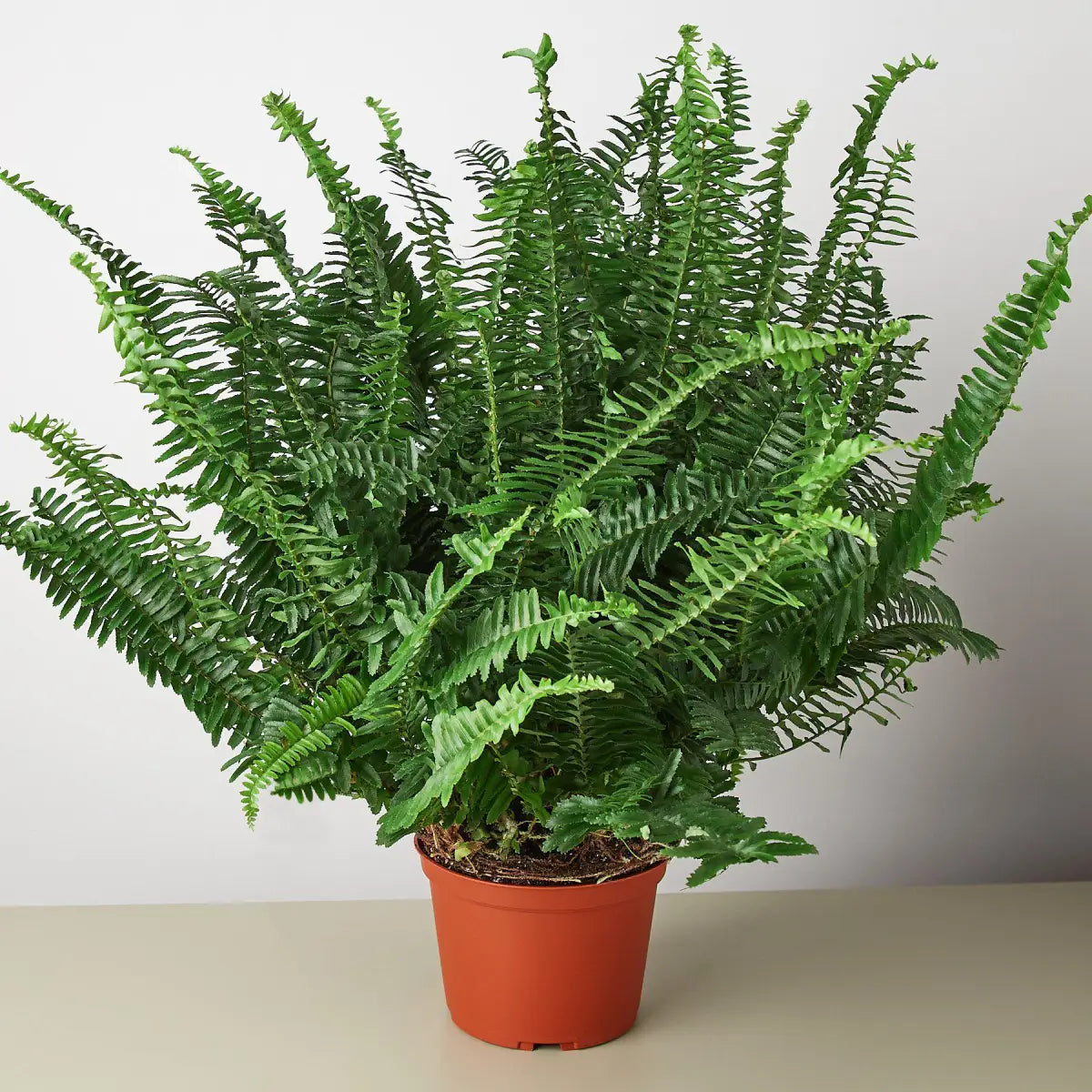 Jester’s Crown Fern Plant - House Plant Shop