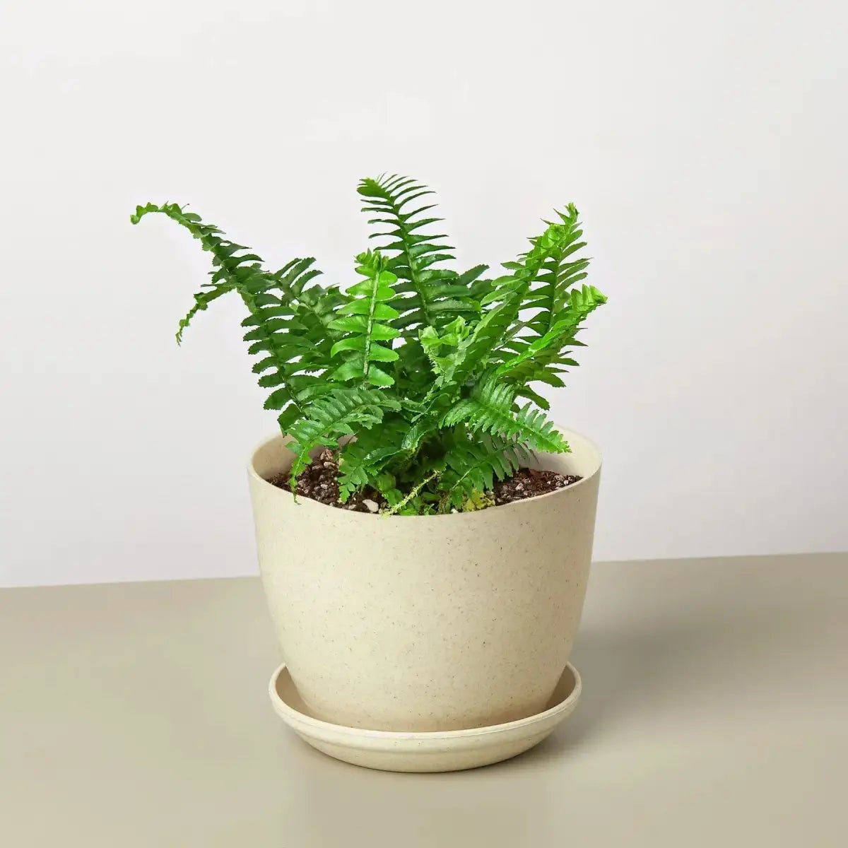 Jester’s Crown Fern Plant - House Plant Shop