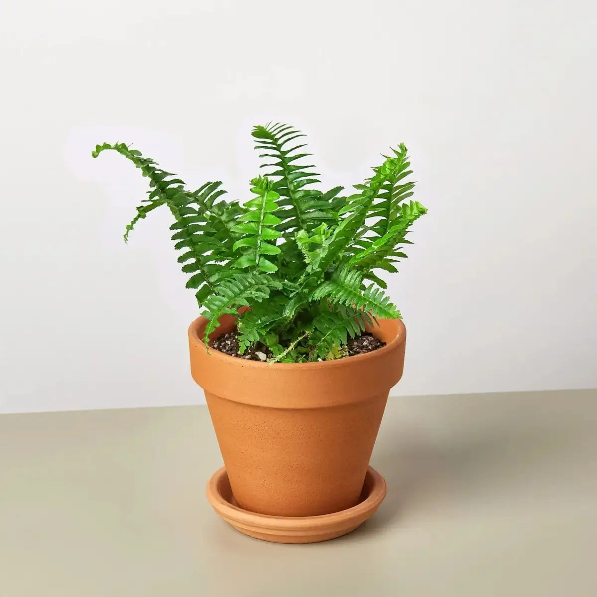 Jester’s Crown Fern Plant - House Plant Shop