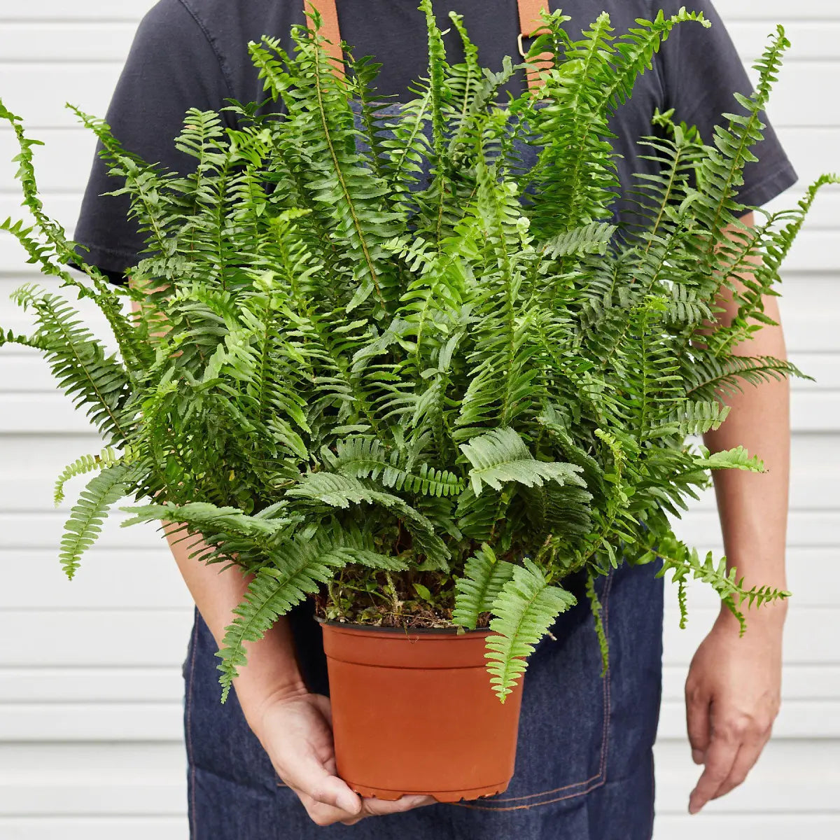 Jester’s Crown Fern Plant - House Plant Shop