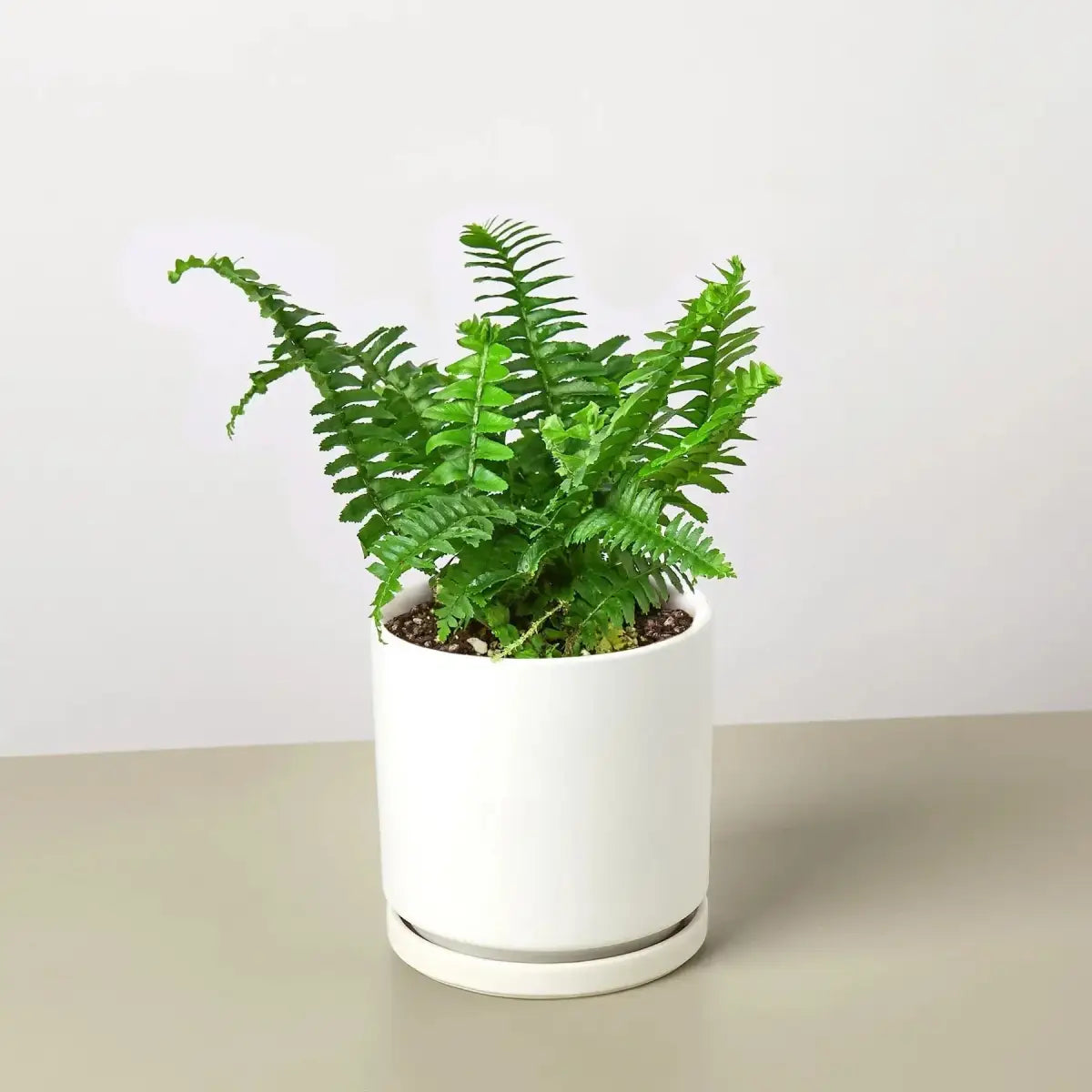 Jester’s Crown Fern Plant - House Plant Shop