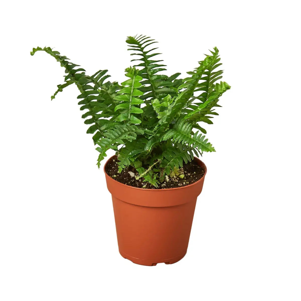 Jester’s Crown Fern Plant - House Plant Shop