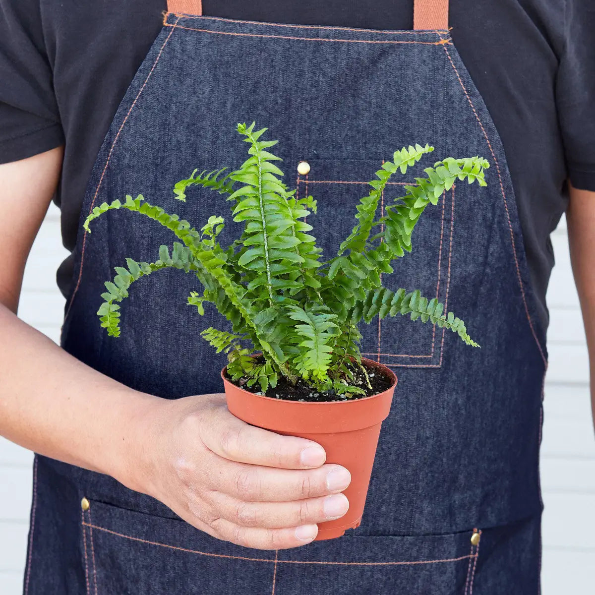 Jester’s Crown Fern Plant - House Plant Shop