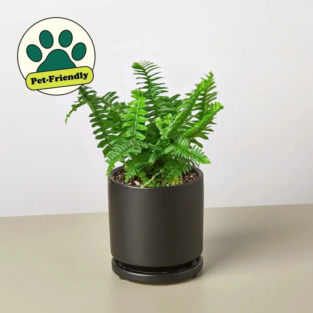 Jester’s Crown Fern Plant - House Plant Shop