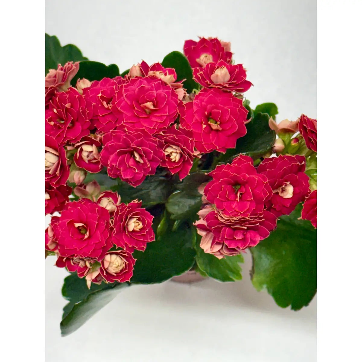 Kalanchoe ’Blossfeldiana’ - House Plant Shop