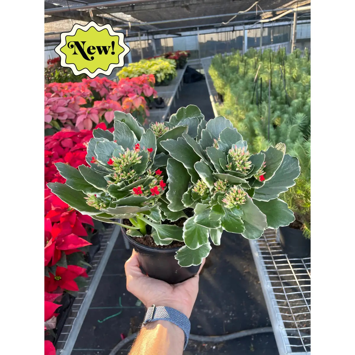 Kalanchoe ’Blossfeldiana’ - House Plant Shop