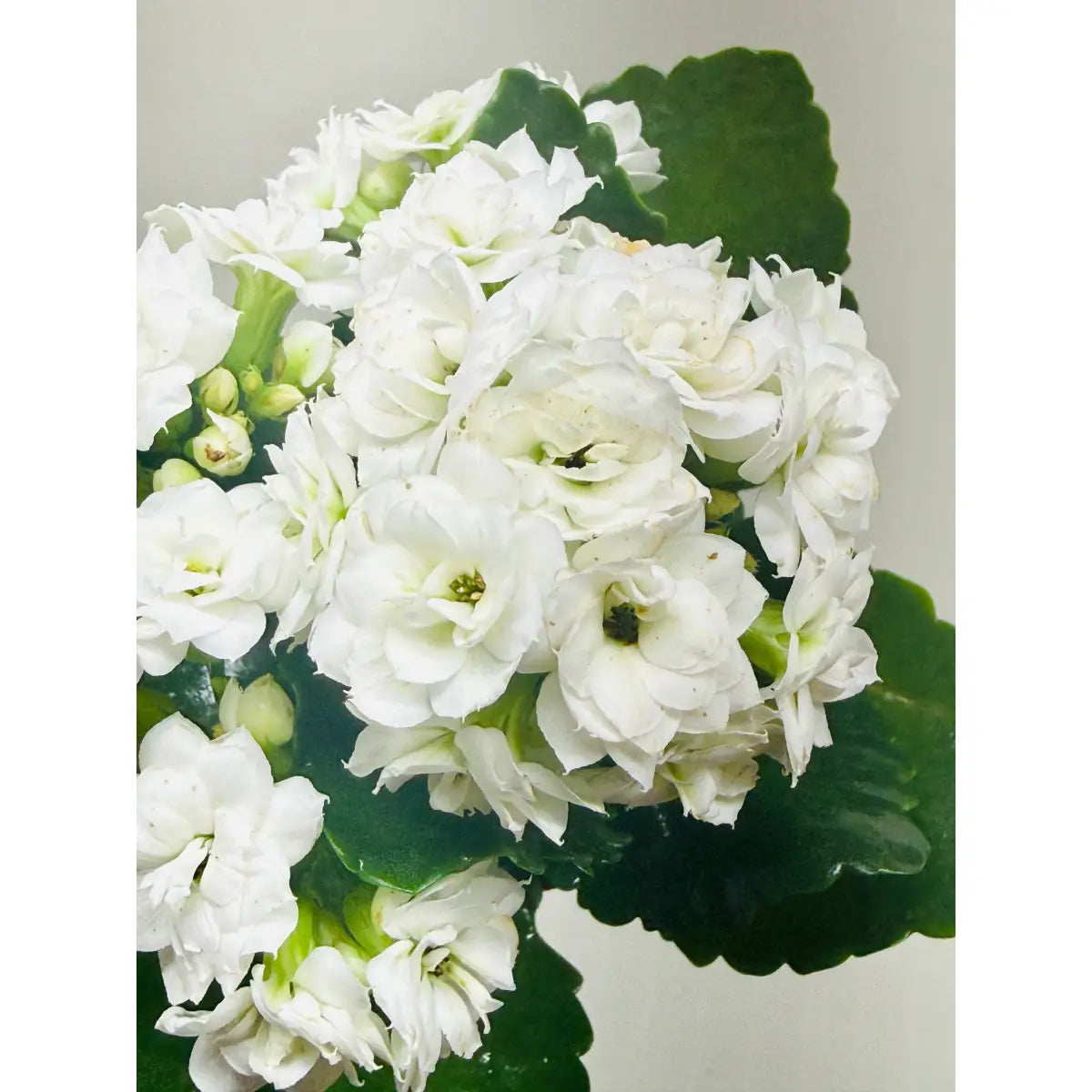 Kalanchoe ’Blossfeldiana’ - House Plant Shop