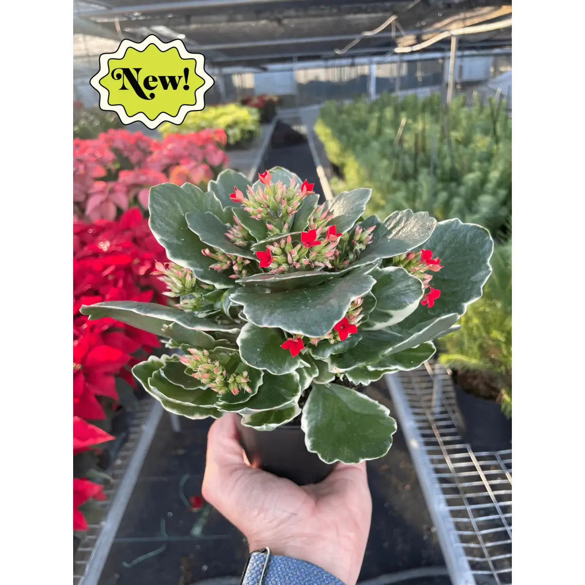 Kalanchoe ’Blossfeldiana’ - House Plant Shop