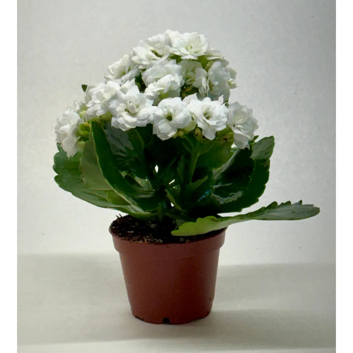 Kalanchoe ’Blossfeldiana’ - House Plant Shop