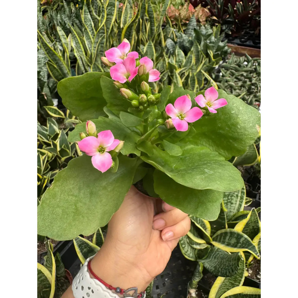 Kalanchoe ’Blossfeldiana’ - House Plant Shop