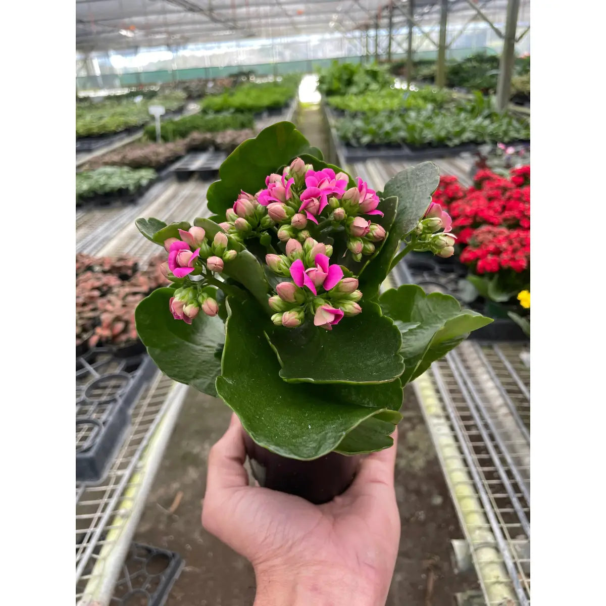 Kalanchoe ’Blossfeldiana’ - House Plant Shop