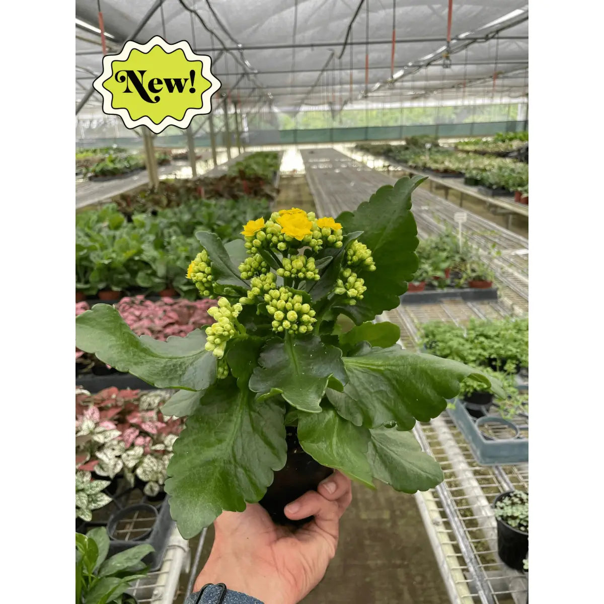 Kalanchoe ’Blossfeldiana’ - House Plant Shop