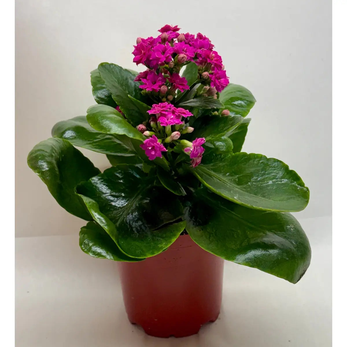 Kalanchoe ’Blossfeldiana’ - House Plant Shop