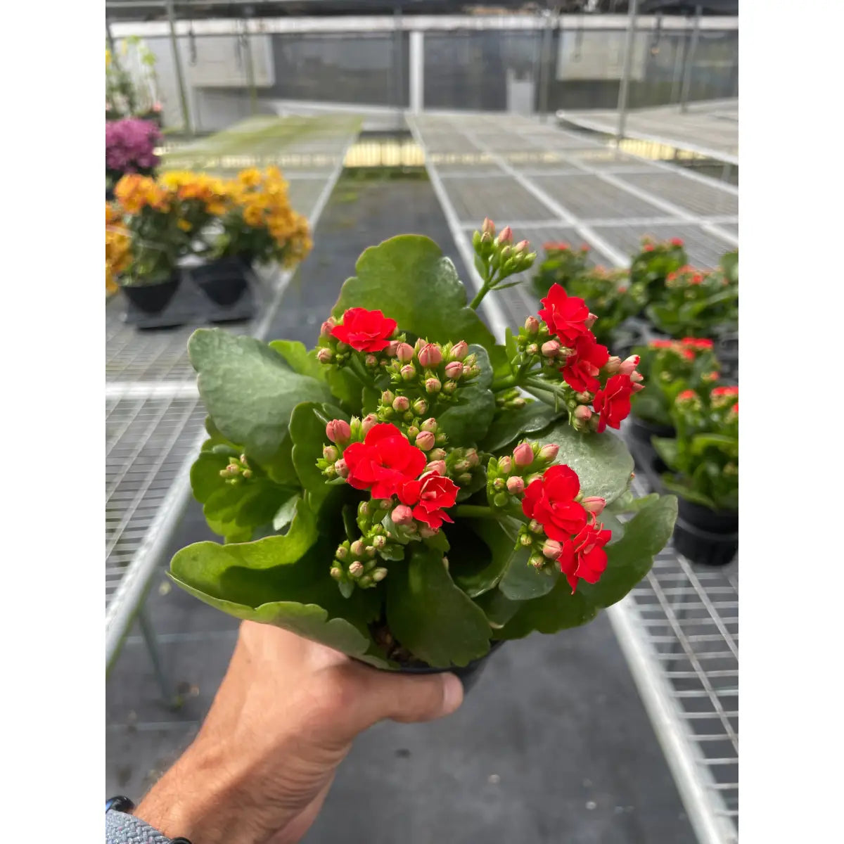 Kalanchoe ’Blossfeldiana’ - House Plant Shop