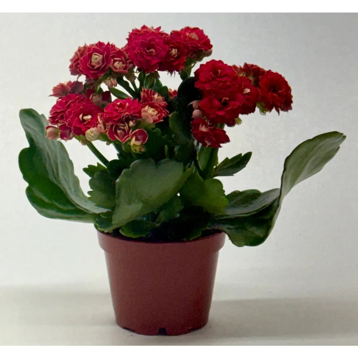Kalanchoe ’Blossfeldiana’ - House Plant Shop