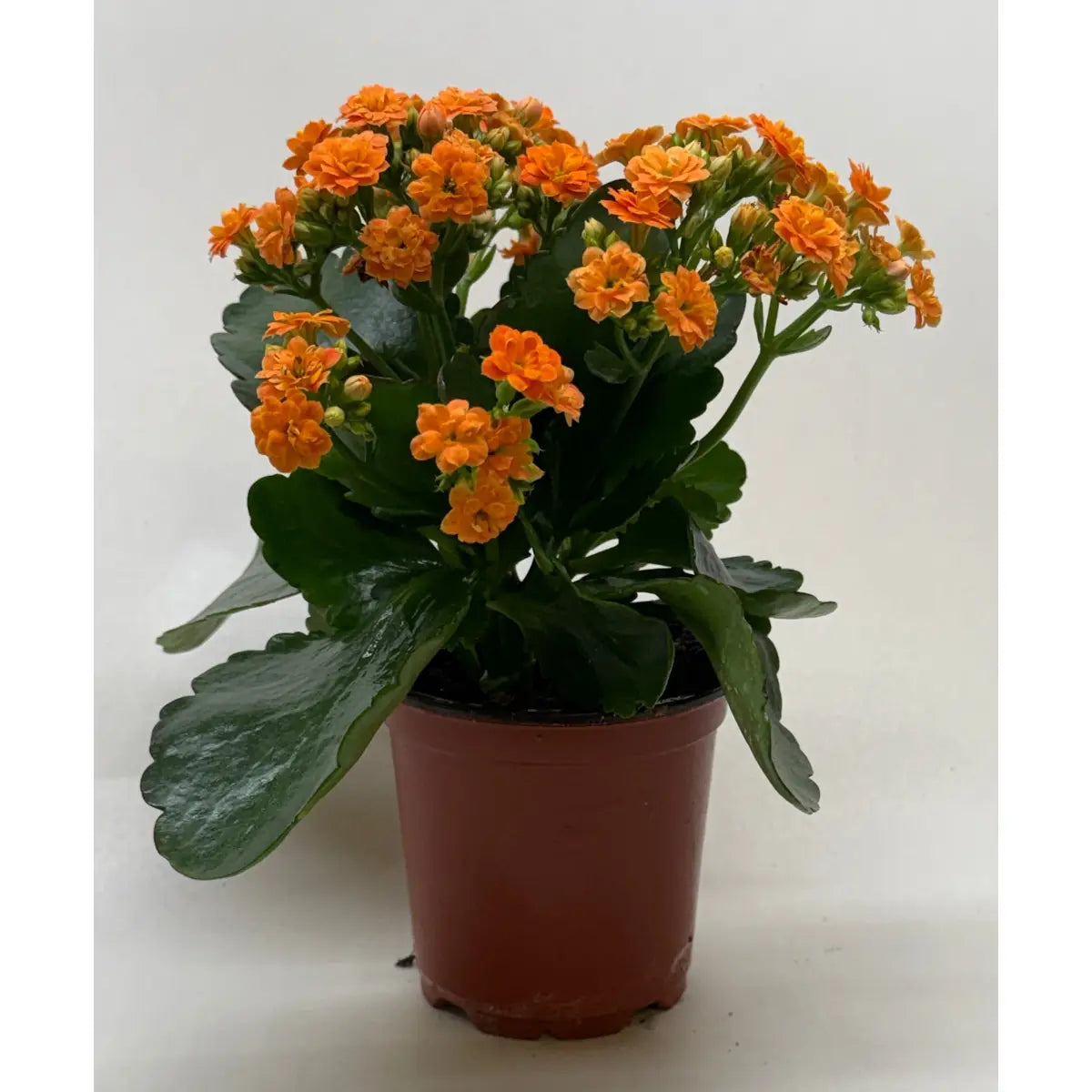 Kalanchoe ’Blossfeldiana’ - House Plant Shop