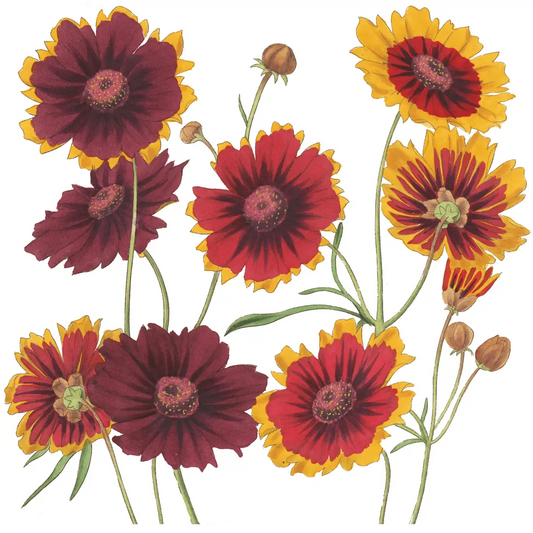 Kitchen Hand Towel - Coreopsis - Ox Bow Decor