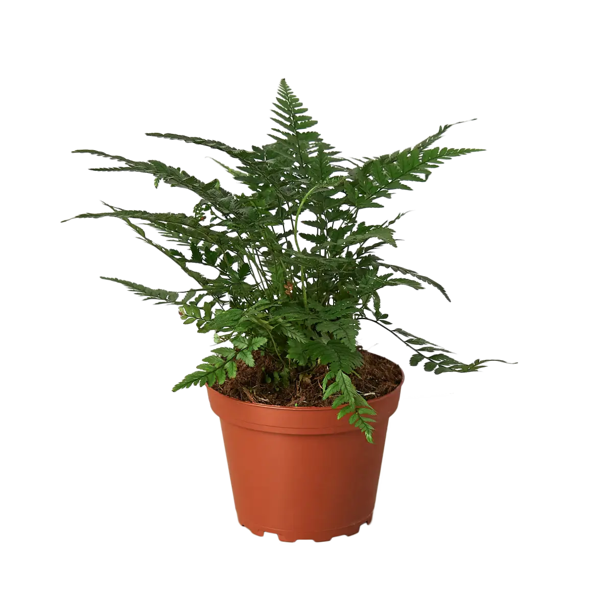 ’Korean Rock’ Fern - 4’’ Pot - House Plant Shop