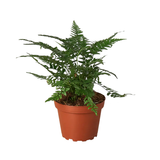 ’Korean Rock’ Fern - 4’’ Pot - House Plant Shop