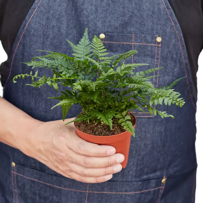 ’Korean Rock’ Fern - 4’’ Pot - House Plant Shop