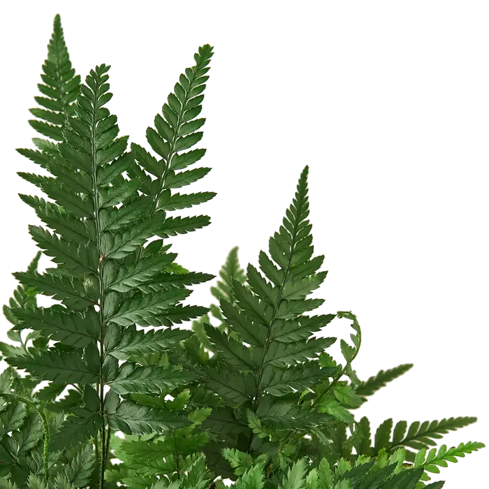 ’Korean Rock’ Fern - 4’’ Pot - House Plant Shop