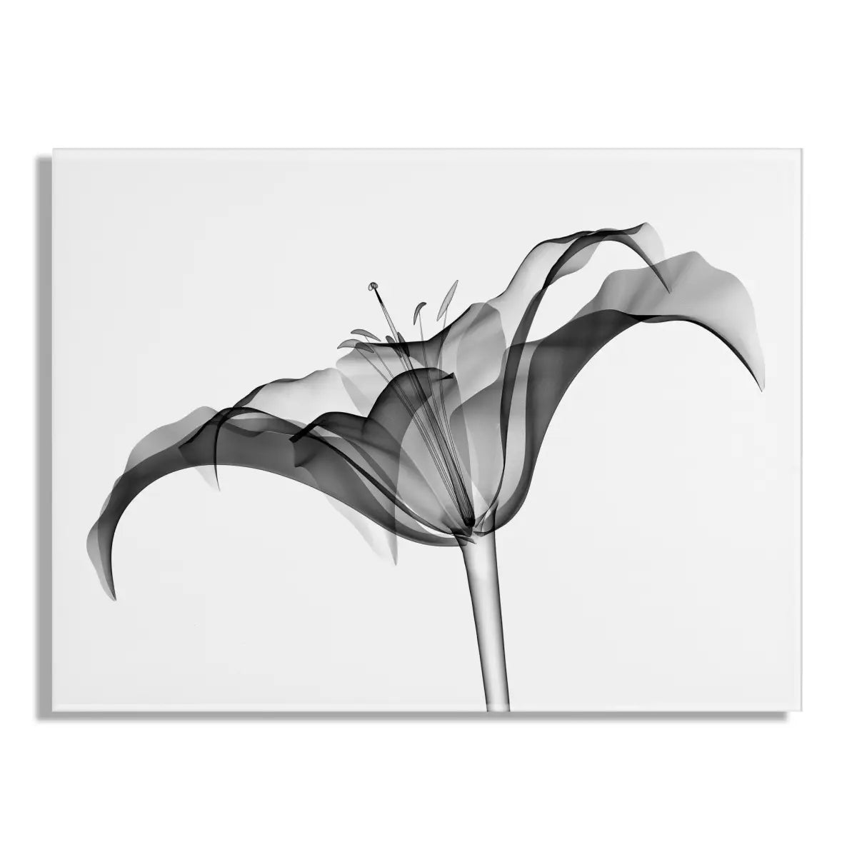 Floating Acrylic Art - Lily X Ray Floral - Assorted / 23x31 - kateandlaurel